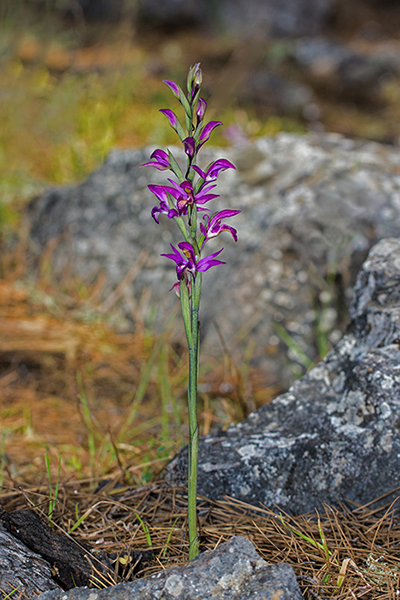 Limodorum abortivum var. rubrum